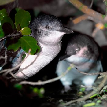 Penguins, Pinot & Puffer Jackets