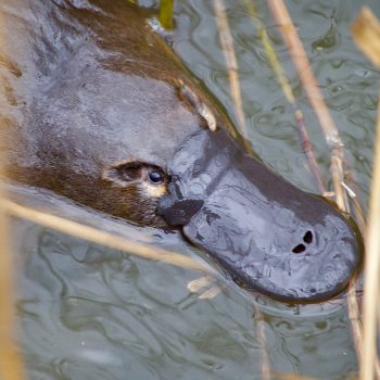 Platypus Experience – Late Afternoon